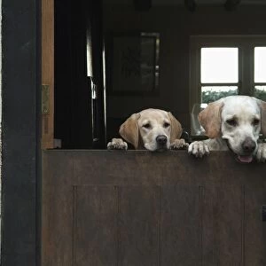Two Labrador dogs looking over wood door