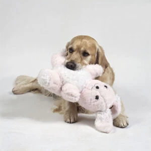 Labrador Retriever puppy carrying stuffed toy rabbit in its mouth, close-up
