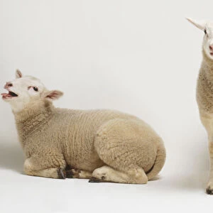 Two lambs (Ovis aries), one standing up and the other lying down and bleating