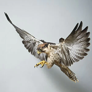 Lanner Falcon, Falco biarmicus, in flight