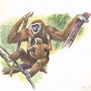 Lar gibbon Hylobates lar with a young, illustration