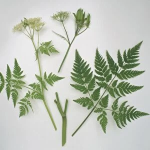 Leaves and flowers of Myrrhis odorata (Sweet cicely)