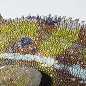 Leopard Chameleon (Furcifer pardalis)