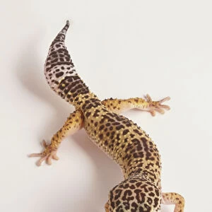 Leopard Gecko (Eublepharis macularius), overhead view