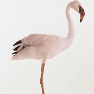 Lesser Flamingo, Phoeniconaias minor