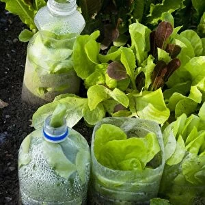 Lettuce planted in plastic bottles