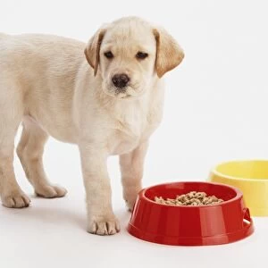 Light brown Labrador Retriever puppy (Canis familiaris) standing next to dog bowl