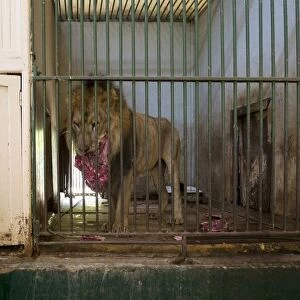 Lion in cage eating raw meat