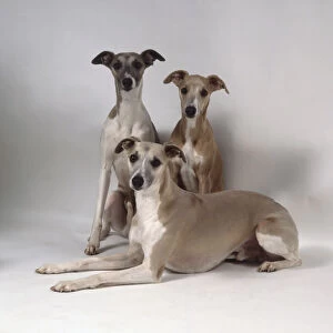 Three lithe gray whippets, two seated and one lying down in front