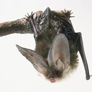 Long-eared Bat, Plecotus austriacus, hanging upside down from tree branch, front view