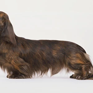 Long-haired Dachshund, Domestic Dog, canis familiaris, side view