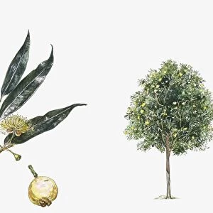Malabar plum (Syzygium jambos) plant with flower, leaf and fruit, illustration