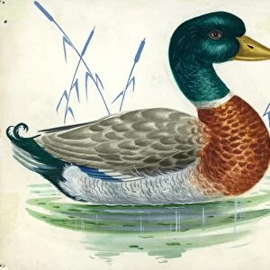 Mallard or wild duck Anas platyrhynchos, illustration