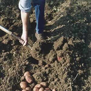Man harvesting potatoes by hand using a fork