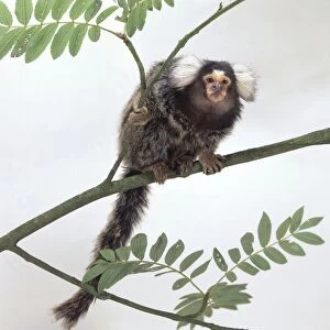 Marmoset sitting on branch