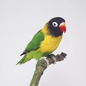 Masked Lovebird (Agapornis personata) perched on branch, side view