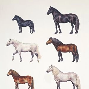 Medium group of ponies (Equus caballus), illustration