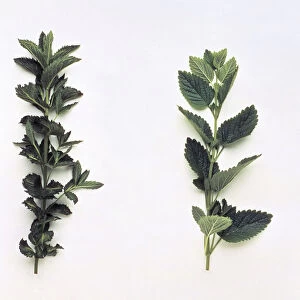 Mentha spicata (Mint), Melissa officinalis (Lemon balm)