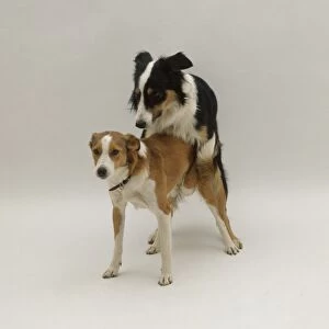 Two mixed-breed dogs mating, front view