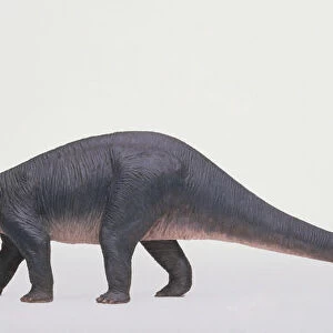 Model of a Diplodocus dinosaur, side view