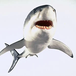 Model of a great white shark
