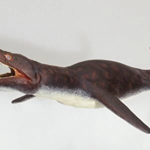 Model of Pliosaurus, an extinct Mesozoic era marine reptile
