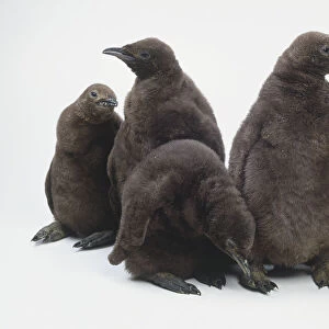 Five two month old brown penguins huddled together