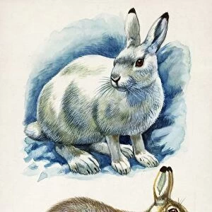Mountain Hare Lepus timidus. illustration