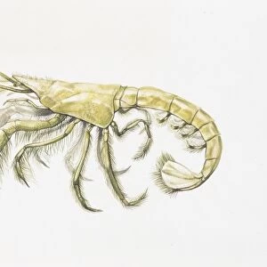 Mud shrimp (Upogebia sp), illustration