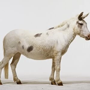 A mule, white with brown spots, side view