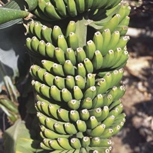 Musa sp. stem of green bananas