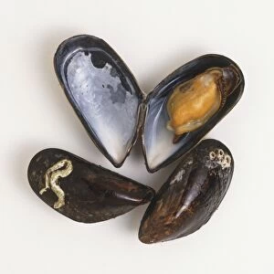 Four Empty Mussel Shells