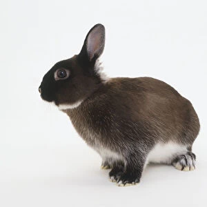 Netherland Dwarf domestic rabbit (Oryctolagus cuniculus), facing sideways