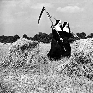Nuns Harvest Oats In Fields