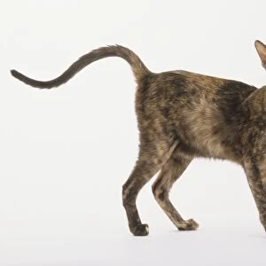 Oriental Shorthair Cat (Felis catus) with a patchy, brown, black and white coat and a long, slim tail, looking at camera, side view
