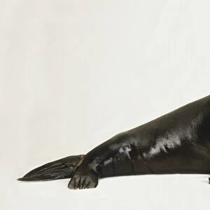Otariidae, Sea Lion, side view