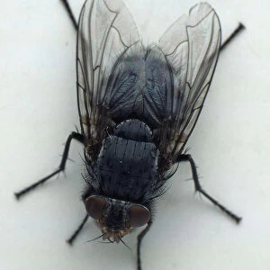 Overhead close-up view of a House Fly