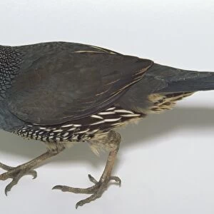 Side overhead view of a California Quail, a small gamebird, showing the forward-nodding crest and streaked flank