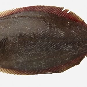 Pacific Halibut (Hippoglossus stenolepis) flat fish