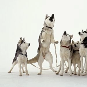 Pack of Siberian Husky dogs, one on hind legs