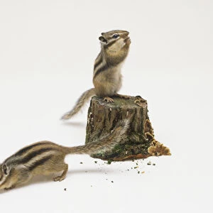 Pair of Chipmunks (Tamias striatus) eating nuts or seeds, one perching on tree stump