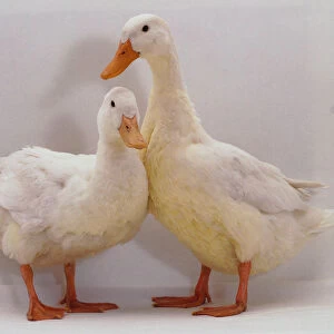 Pair of White Ducks (Anatidae) standing close together