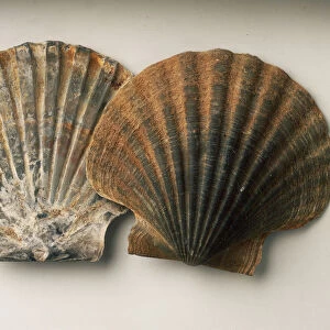 Pecten, or Scallop: The convex right valve and the flattened left valve of the shell of the scallop Pecten beudanti Basterot, which prefers living in clean sand in fairly shallow water. They swim bu opening and closing their valves