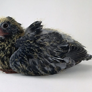 Pigeon (Columba livia), two weeks old, side view