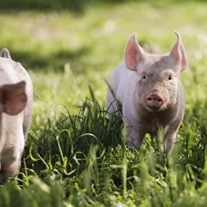Three piglets standing in field
