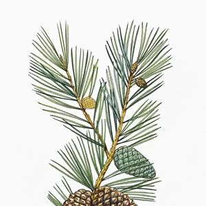 Pinaceae, Leaves and cones of Aleppo Pine Pinus halepensis, illustration