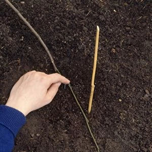 Pinning stem of shrub to soil with wire