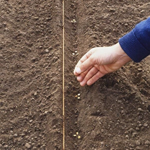 Planting parsnip seeds in soil