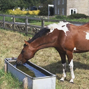 Pony Drinking Water from Trough