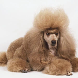 Poodle with styled haircut. Light brown